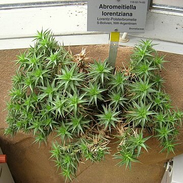 Deuterocohnia lorentziana unspecified picture