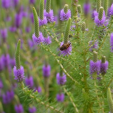 Pogostemon deccanensis unspecified picture