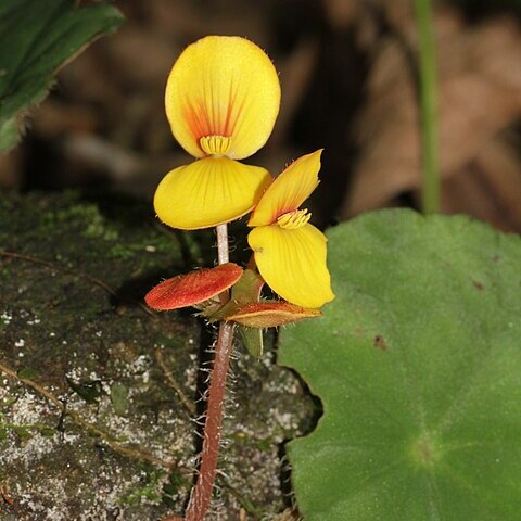 Begonia mildbraedii unspecified picture