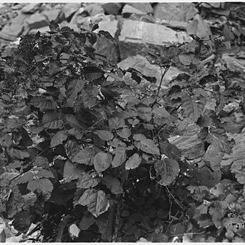 Aralia bicrenata unspecified picture