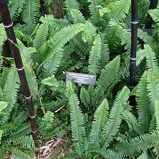 Arthropteris palisotii unspecified picture