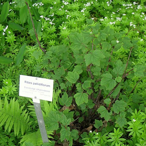 Ribes pallidiflorum unspecified picture