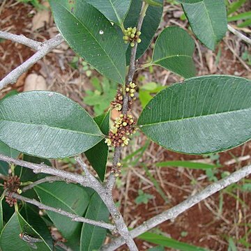 Chrysophyllum marginatum unspecified picture