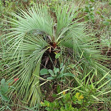 Butia archeri unspecified picture