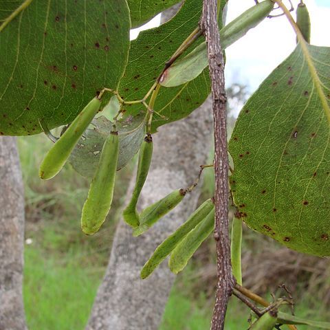 Plenckia unspecified picture