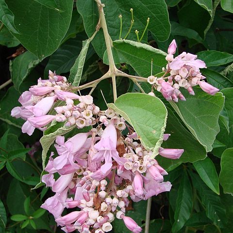 Cuspidaria floribunda unspecified picture