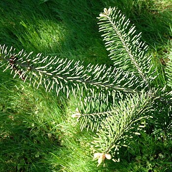 Abies balsamea var. phanerolepis unspecified picture