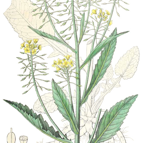 Rorippa unspecified picture