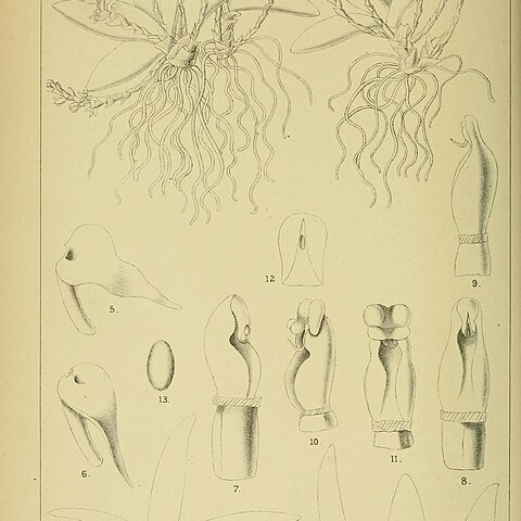 Bolusiella maudae unspecified picture