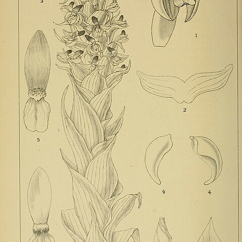Corycium flanaganii unspecified picture