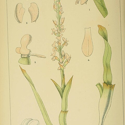 Disa aconitoides unspecified picture