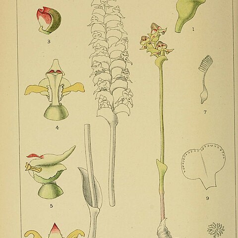 Disperis cardiophora unspecified picture