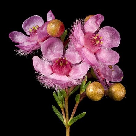 Verticordia picta unspecified picture
