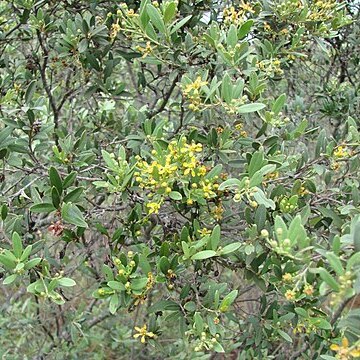 Tetrapterys microphylla unspecified picture