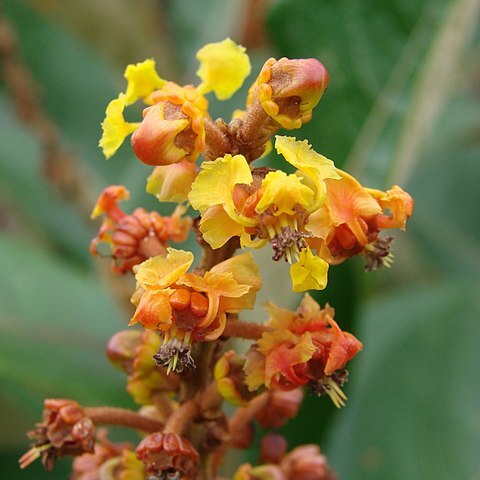 Byrsonima basiloba unspecified picture