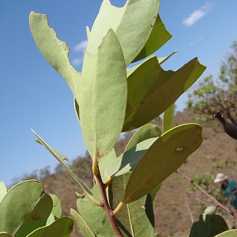 Peritassa unspecified picture