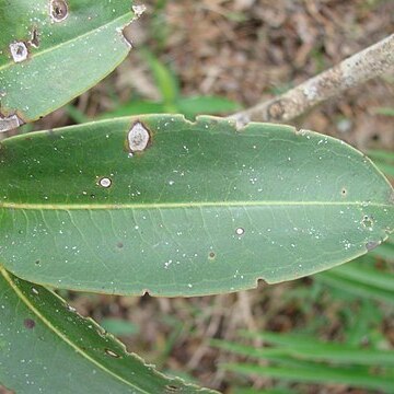 Mouriri apiranga unspecified picture