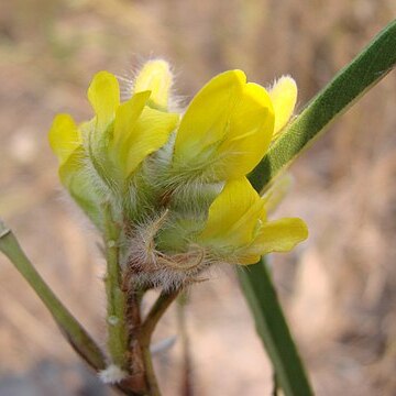 Eriosema stenophyllum unspecified picture