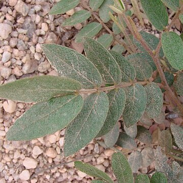Chamaecrista ursina unspecified picture