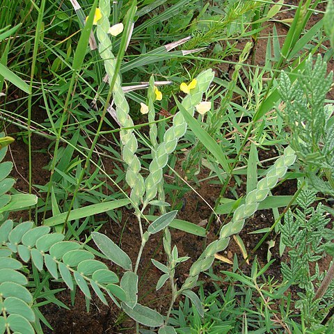Zornia glaziovii unspecified picture