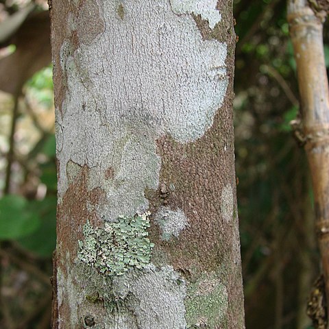 Miconia chartacea unspecified picture