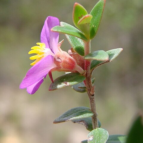 Marcetia harleyi unspecified picture