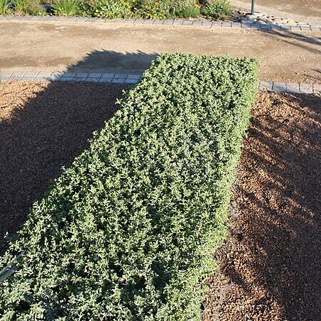 Salvia africana-lutea unspecified picture
