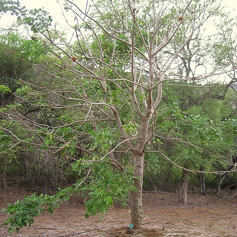 Erythrina sacleuxii unspecified picture
