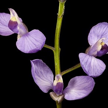 Comesperma ciliatum unspecified picture