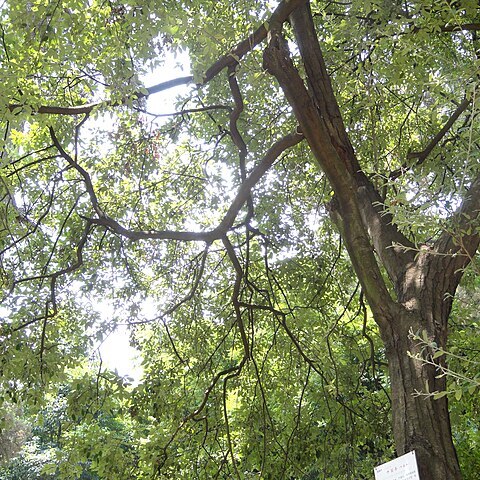 Dichotomanthes tristaniicarpa unspecified picture