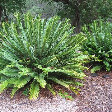 Encephalartos natalensis unspecified picture
