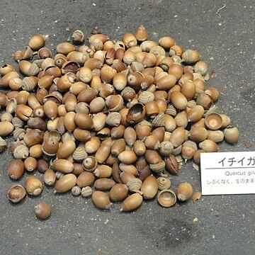 Quercus gilva unspecified picture