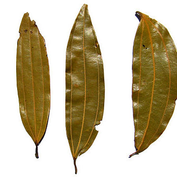 Cinnamomum tamala unspecified picture