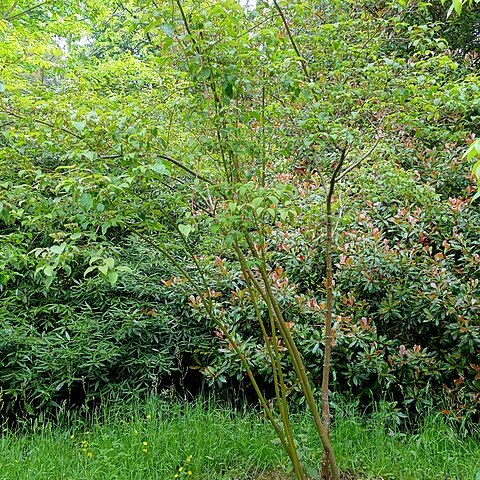 Cornus bretschneideri unspecified picture