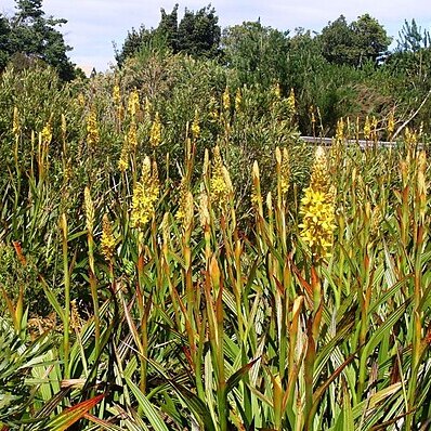 Wachendorfia thyrsiflora unspecified picture