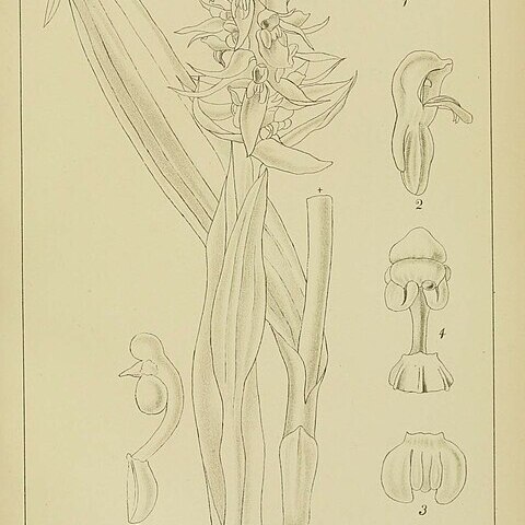 Satyrium trinerve unspecified picture