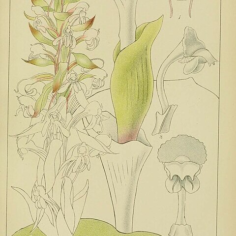Satyrium candidum unspecified picture