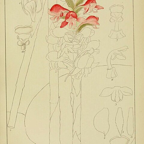 Satyrium princeps unspecified picture