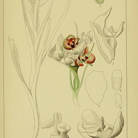 Disa bodkinii unspecified picture