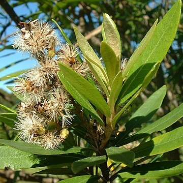 Brachylaena nereifolia unspecified picture