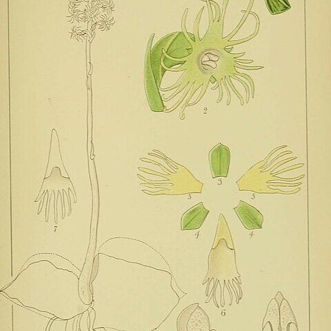 Holothrix schlechteriana unspecified picture