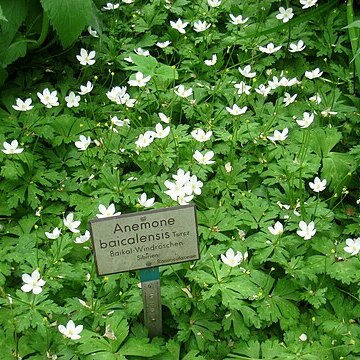 Anemone brevistyla unspecified picture