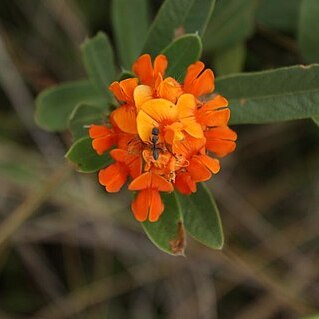 Eriosema glaziovii unspecified picture