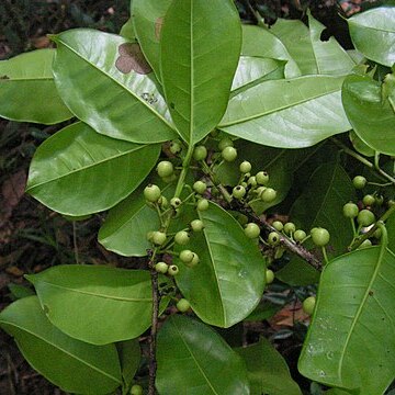 Ilex sapotifolia unspecified picture