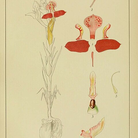 Disa filicornis unspecified picture