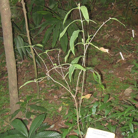 Callicarpa brevipes unspecified picture