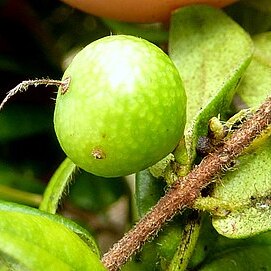 Myrciaria ferruginea unspecified picture
