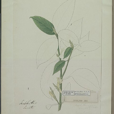 Strobilanthes nigrescens unspecified picture