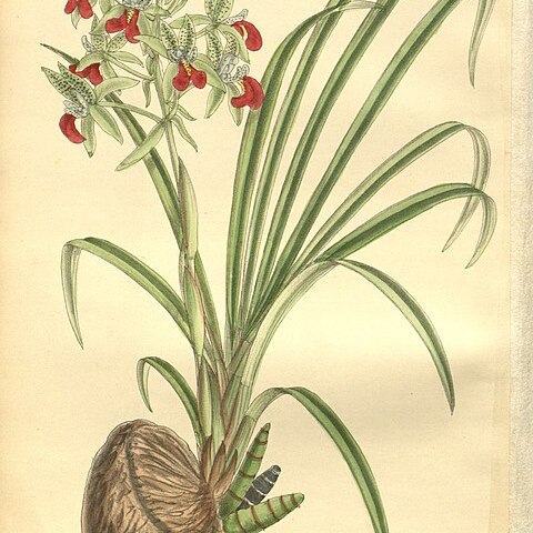 Cymbidiella pardalina unspecified picture