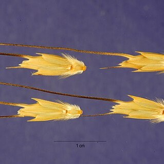 Aegilops bicornis unspecified picture